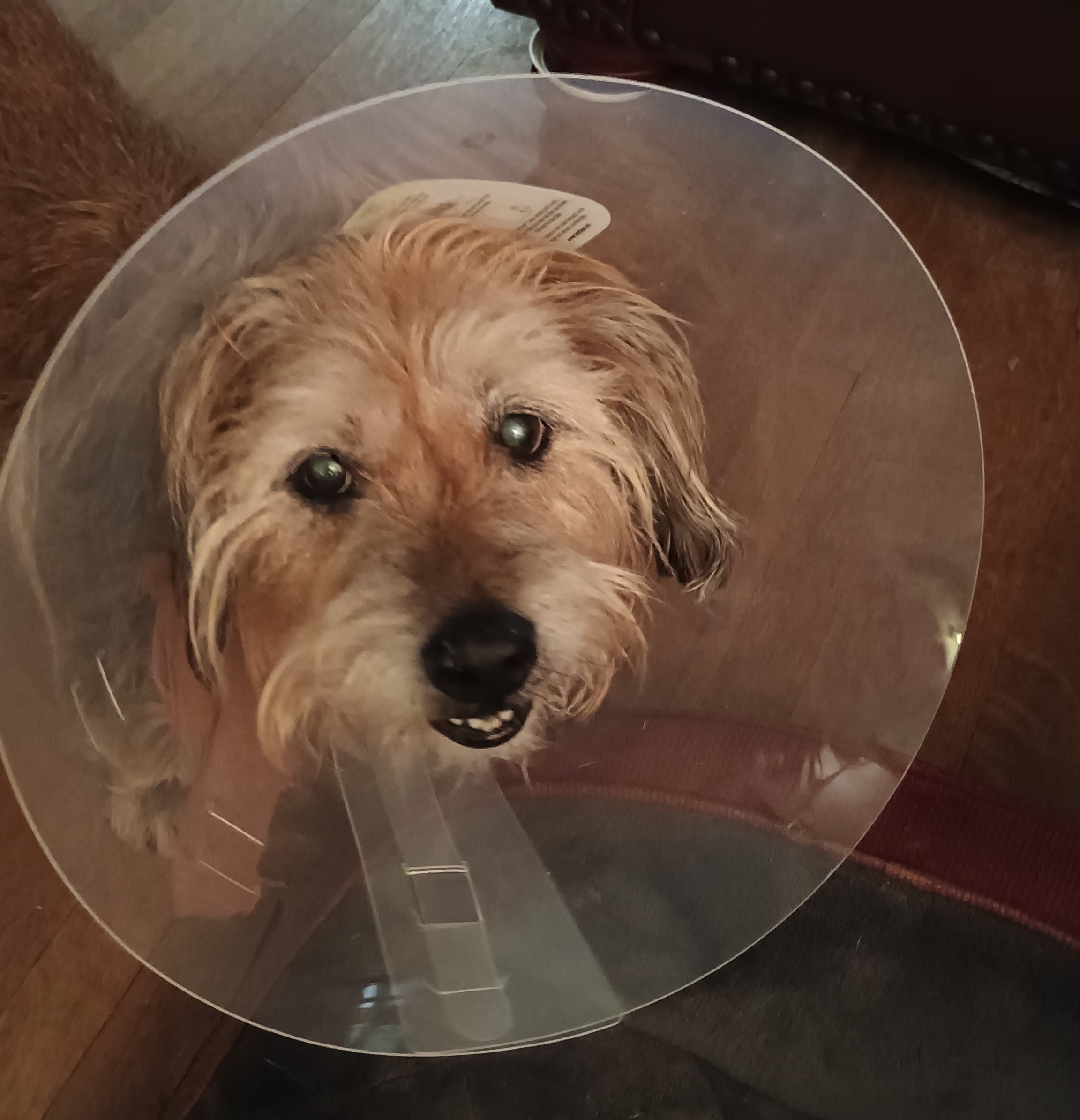 Pete, the Conehead